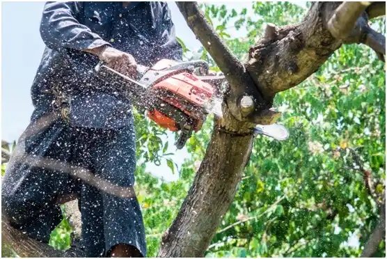 tree services Ethete